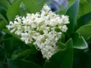 ligustrum-ingredients1