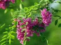 sophrora-japonica-ingredients2